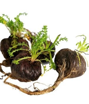 Black-Maca-Extract-Lepidium-meyenii-scaled-1-1024x845-1-r6vxrrjadp9gpgfv5h4pe2wvy862veg653i0ifed2k