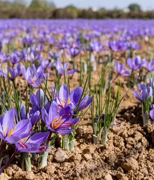 in-article-saffron-field-r6vxrucsy7dboabrp0cl3k79qds6ihrd5hggy9a6jw